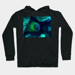 Moray Eel Hoodie